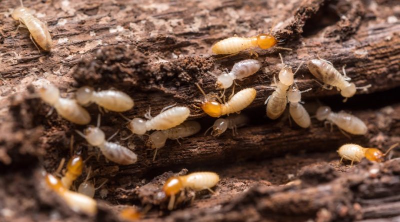 éliminer les termites