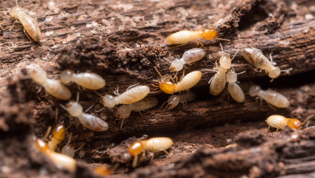 éliminer les termites